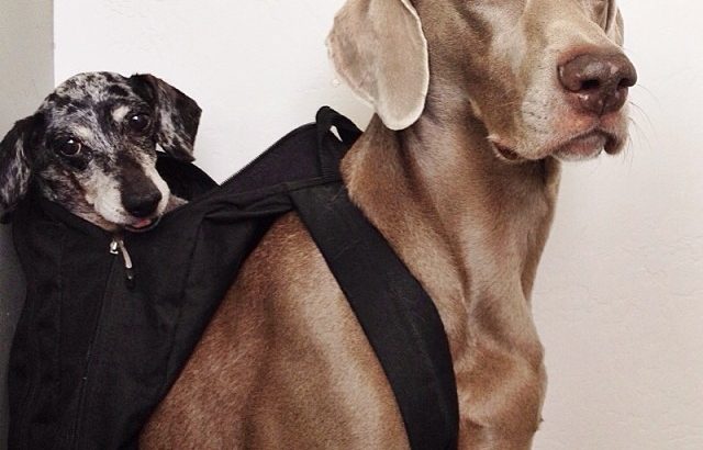 Instagram: Harlow és Sage, kutyabarátság