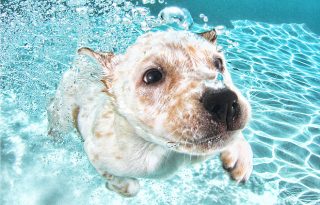Víz alatt pózoló kutyakölykök
