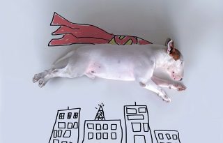Valódi kutyával díszített rajzok