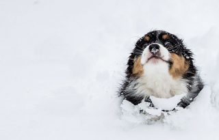Az állatok és az első hó esete