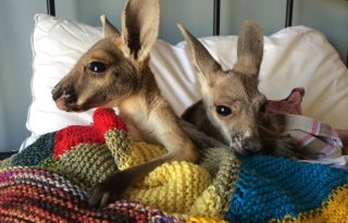 Bemutatjuk Ausztrália legcukibb kis kenguruit!