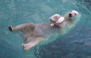 Ez a jegesmedve nagyon tud élni!