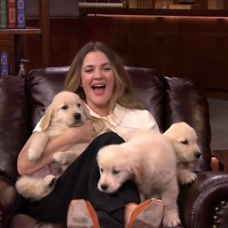 Drew Barrymore és a kutyainvázió