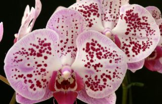 Aki az orchideát szereti