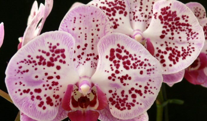 Aki az orchideát szereti