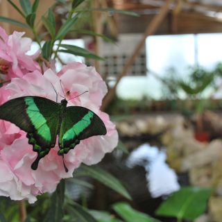 Igazi tavaszi látványosság: pillangókiállítás Budapesten