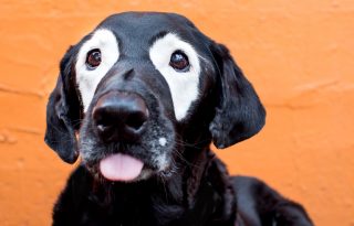 Világsztár lett a vitiligós kutya