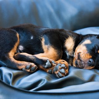 5 ok, amiért nem is olyan rossz, ha az ágyadban alszik a kutyád
