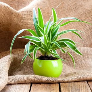 A top 5 légtisztító növény, amivel csökkentheted a toxikus anyagok mennyiségét!