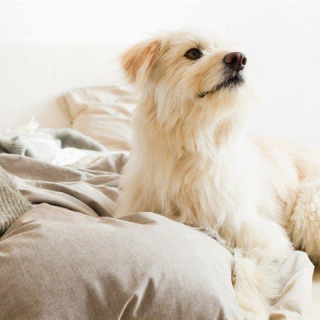 Egy friss kutatás szerint jobban aludhatsz, ha a kutyád is melletted pihen