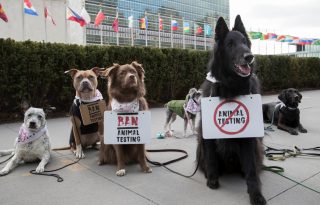 A világ első kutyademonstrációjánál hitelesebben még nem szólaltak fel az állati jogokért