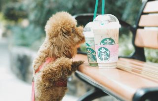 A Starbucks lemond a szívószálakról a környezettudatosság jegyében