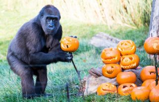 Halloween-i fotózás a londoni állatkertben