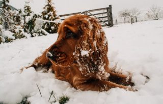 5 trükk, amivel melegen tarthatod kedvencedet a kutya hidegben