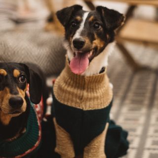 Így készíts házi kutyakekszet karácsonyra