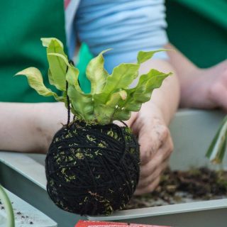 Hódít a kokedama, az új növényültető módszer