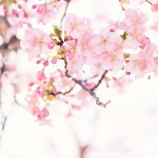 Beindult a sakura: 7 izgalmas tény a cseresznyevirágzásról