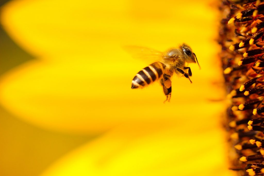 kezelése méhek cukorral teases