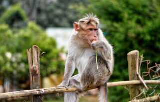 A majmok is a mediterrán diétára esküsznek