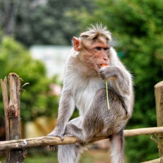 A majmok is a mediterrán diétára esküsznek
