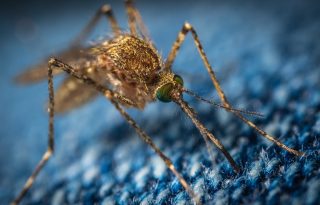 5 szúnyogűző találmány a teraszon töltött estékhez