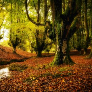 10 különleges erdő, amit látni kell