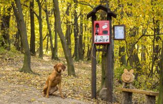 Életre kel Örkény novellája: verselő telefon a pilisszentlászlói erdőben