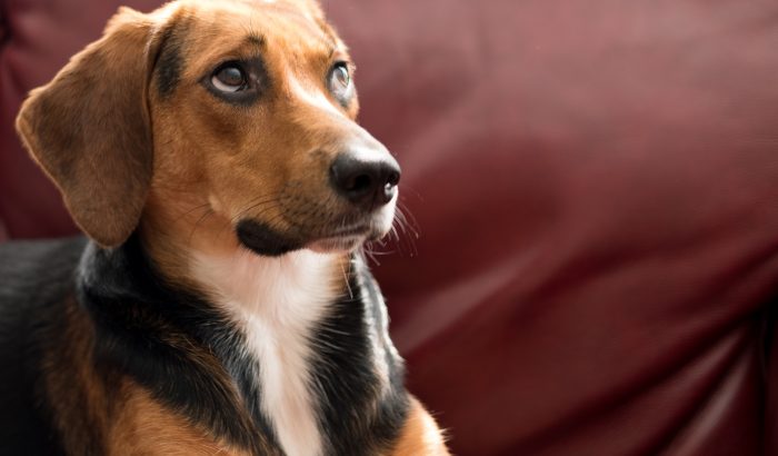 Petflix és nyugalom: érdekli a kutyát a tévé?