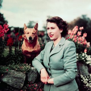 Bárcsak nekünk is olyan életünk lehetne, mint Erzsébet királynő kutyáinak