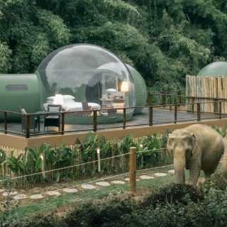 Luxusbuborékokból figyelhetjük az elefántokat Thaiföldön