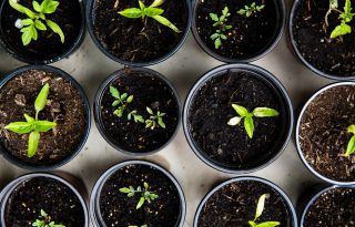 5 konyhai maradék, amiből új növényt nevelhetünk