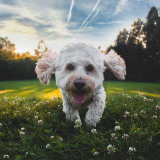 Viszkető tappancs és könnyező szemek: a kutya is lehet allergiás