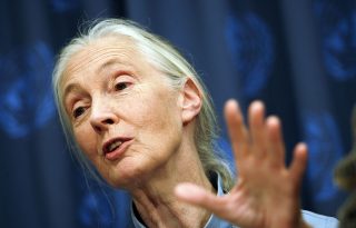 Jane Goodall szerint még van remény a túlélésre