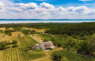 Zöld-fehér bor és gasztrotúra a Balaton-felvidéken
