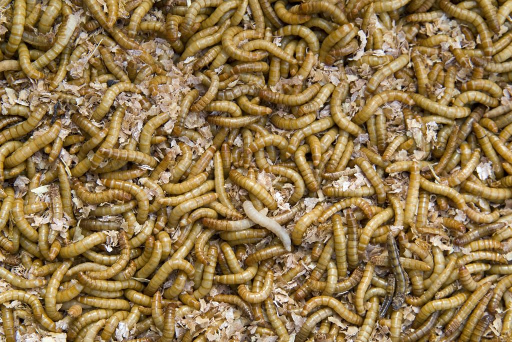 lisztbogar-larva-etel-eheto