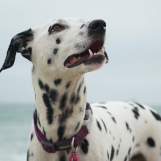 Dalmatától az uszkárig: ilyen kutyafajta illik az egyes csillagjegyekhez
