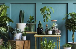 5 meglepő hely az otthonodban, amit feldobhatsz szobanövényekkel