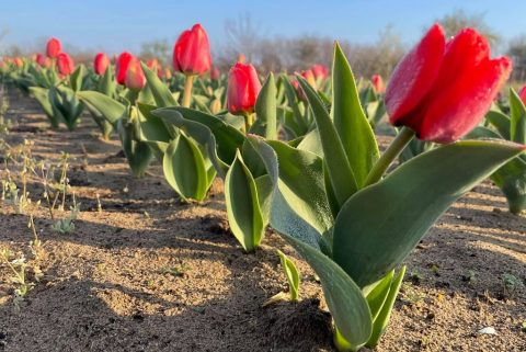 tulipan tulipanviragzas tulipanmezok