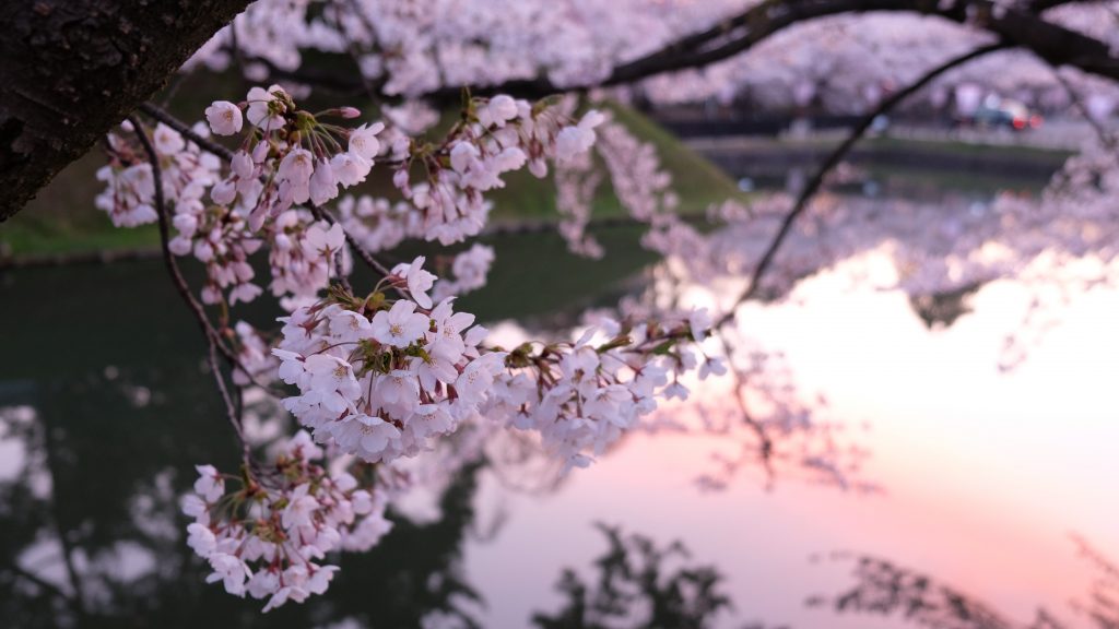 cseresznye-viragzas-japan-klimavaltozas