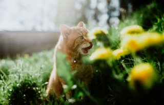 Cicatartók figyelem: 5 növény, ami mérgező a macskáknak