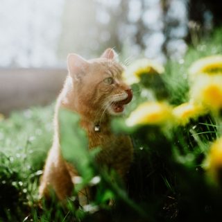 Cicatartók figyelem: 5 növény, ami mérgező a macskáknak