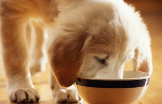 Ezt a 10 ételt sosem szabadna megkóstolniuk a kutyáknak