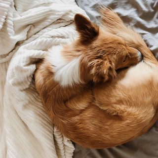Horkolás és rühatka: beengedhetjük a kutyát az ágyunkba?