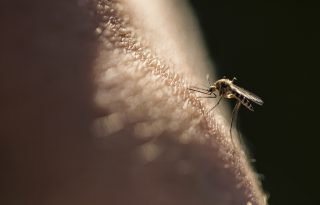 Allergiás vagy a szúnyogcsípésre? Lehet, hogy Skeeter-szindrómád van!