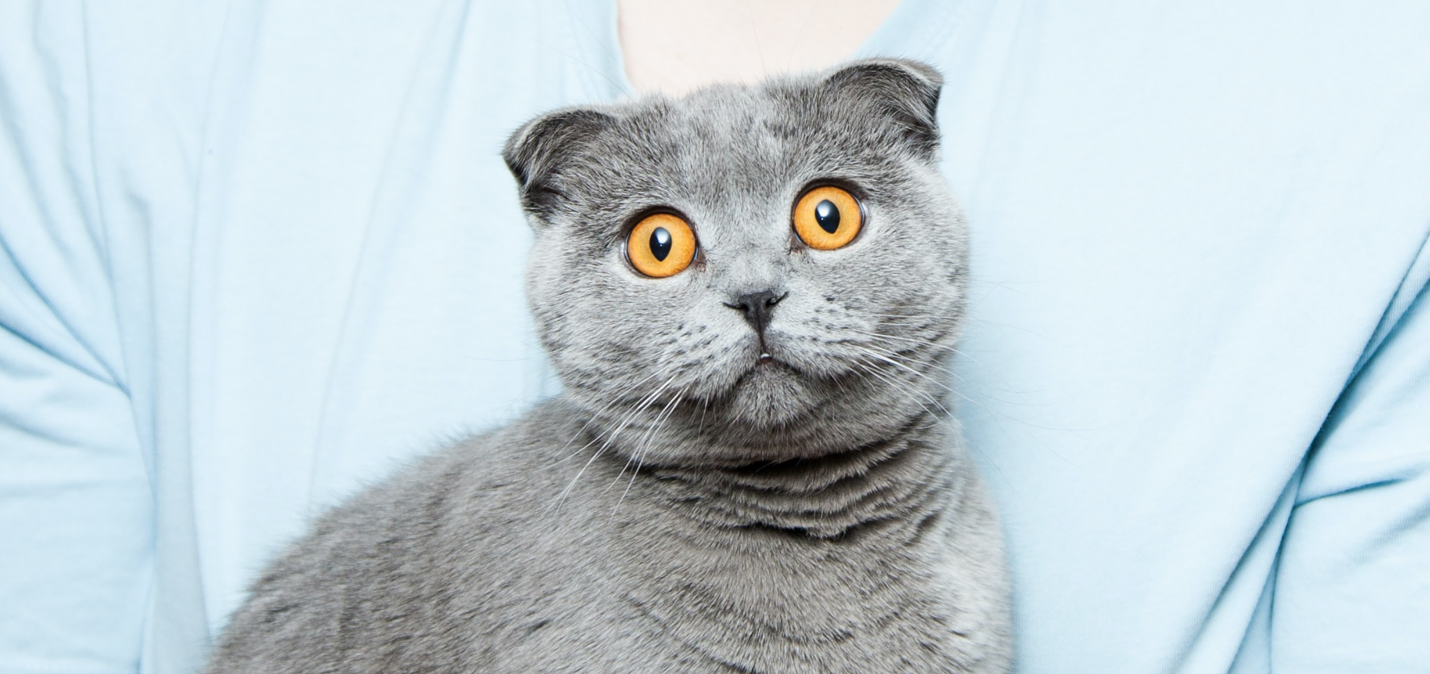 macska-kedv-mesterseges-intelligencia