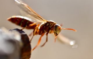 6 tuti módszer, hogy többé ne viszkessen borzalmasan a rovarcsípés