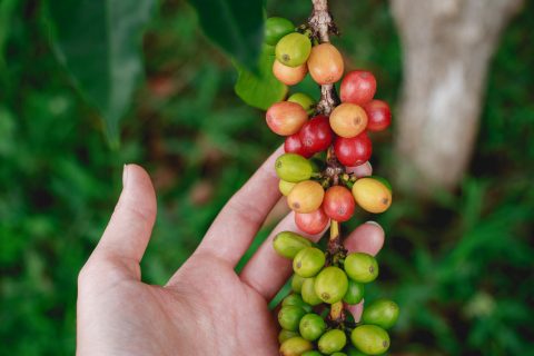 cascara-kave-gyumolcs-tea