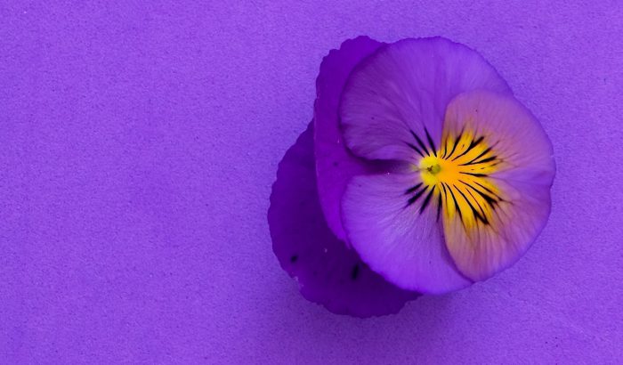 4 tény a liláról, az Isten ajándékáról