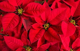 5 trükk, amitől jövő karácsonyig szép marad a mikulásvirág