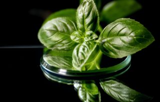Gőz és inhalálás: zöldfűszerek gyógynövény szerepben a nátha ellen
